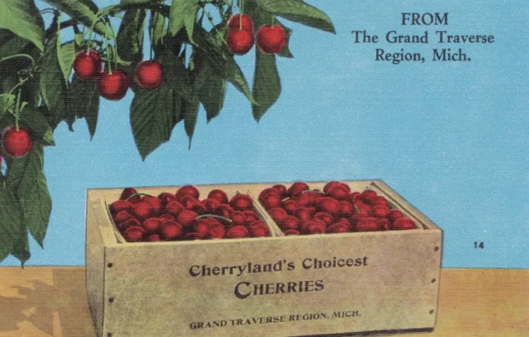 ORSON PECK Traverse ORCHARDS c.1915 Cherry Lug