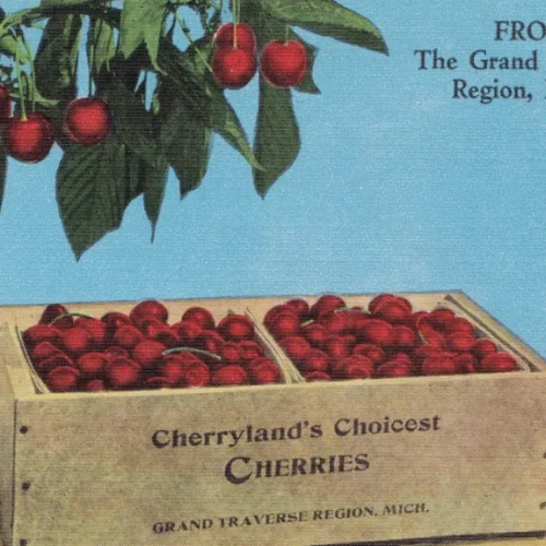ORSON PECK Traverse ORCHARDS c.1915 Cherry Lug